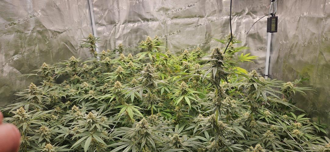 Triploid  Blue Soap Drip & 5280s & VV ;). Week 12