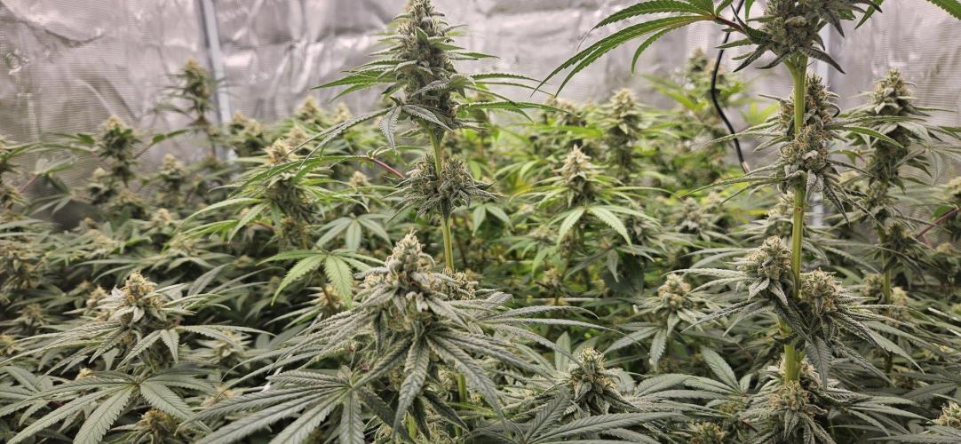 Triploid  Blue Soap Drip & 5280s & VV ;). Week 12