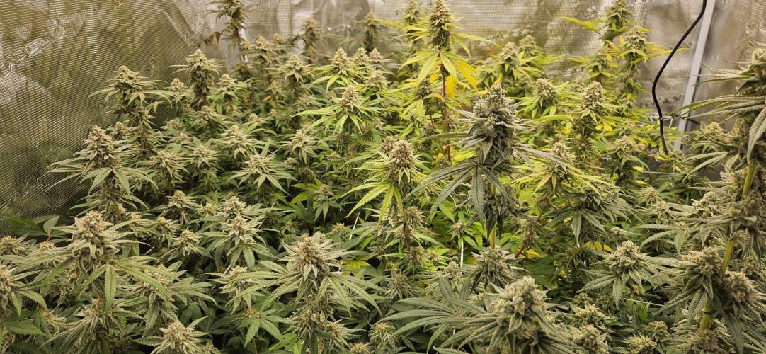 Triploid  Blue Soap Drip & 5280s & VV ;). Week 13