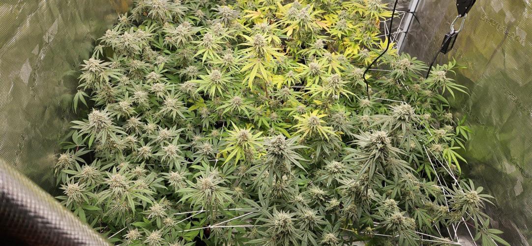 Triploid  Blue Soap Drip & 5280s & VV ;). Week 13