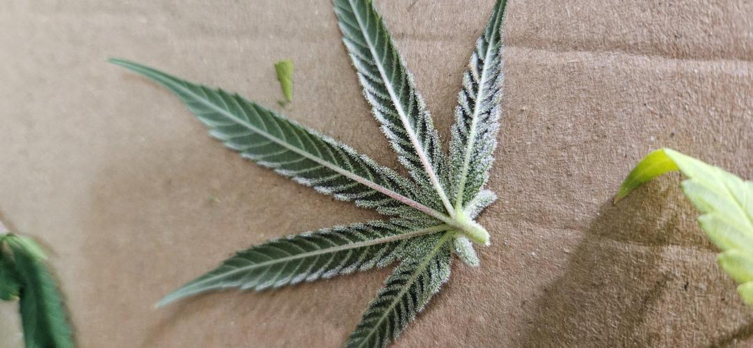 Triploid  Blue Soap Drip & 5280s & VV ;). Week 13