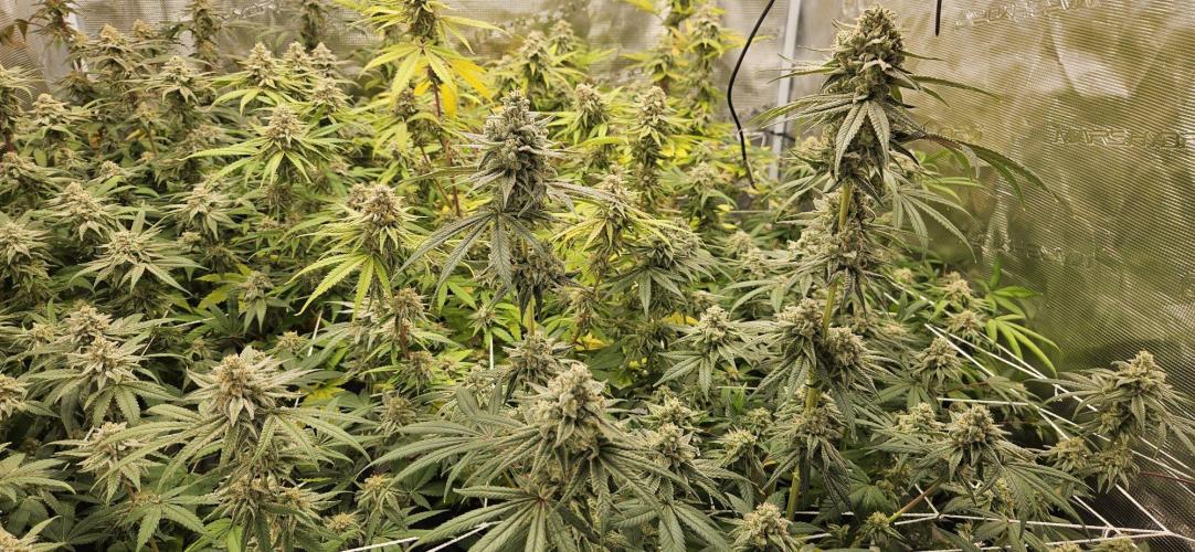 Triploid  Blue Soap Drip & 5280s & VV ;). Week 13