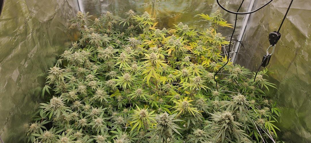 Triploid  Blue Soap Drip & 5280s & VV ;). Week 13