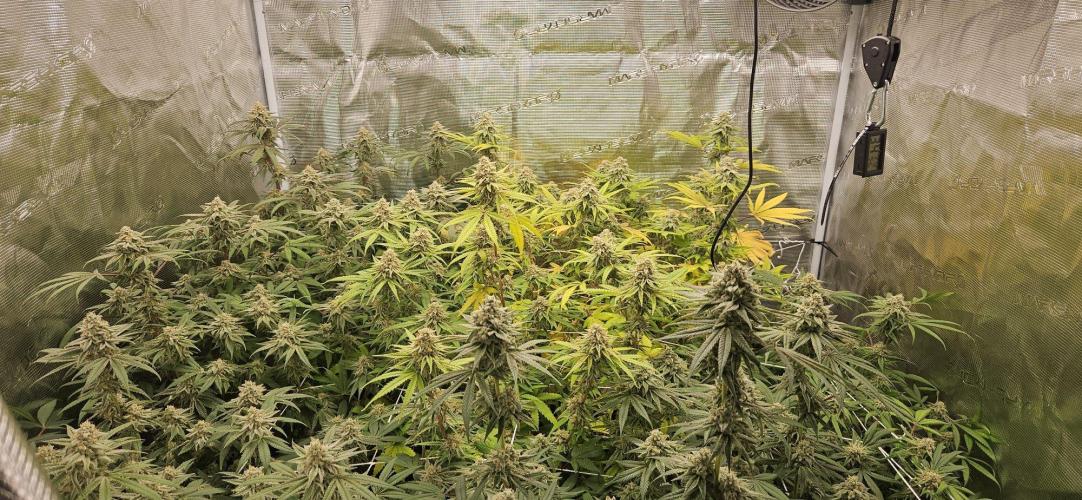 Triploid  Blue Soap Drip & 5280s & VV ;). Week 13