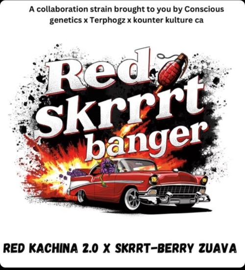 Gelato🍦Sherbinskis & Red Skrrrt Banger. Week 0 - Red Skrrrt Banger by Conscious Genetics

(Red Kachina 2.0 × Skrrt-Berrz Zuava)