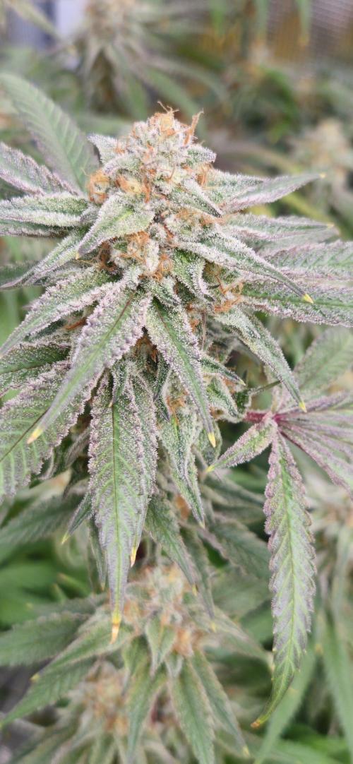 Triploid  Blue Soap Drip & 5280s & VV ;). Week 14