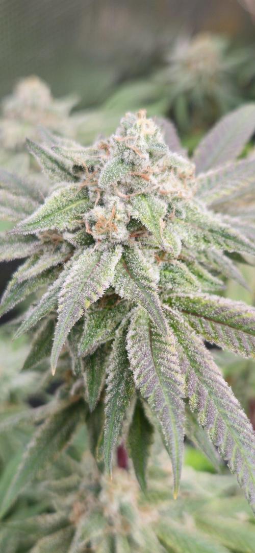 Triploid  Blue Soap Drip & 5280s & VV ;). Week 14