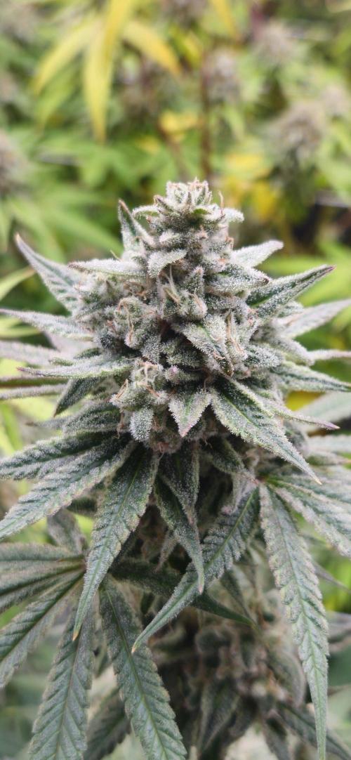 Triploid  Blue Soap Drip & 5280s & VV ;). Week 14