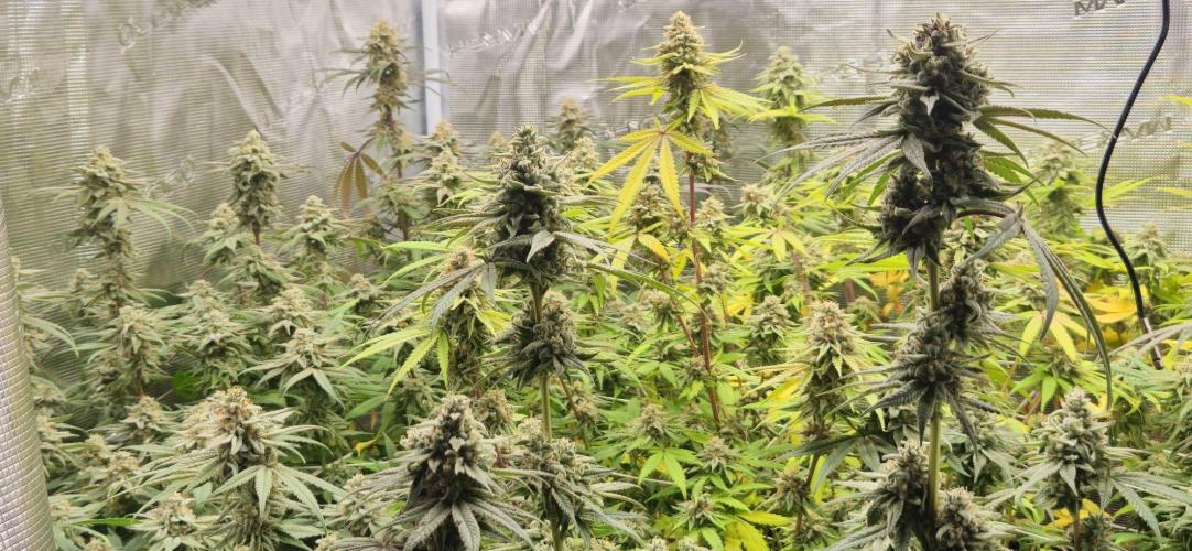 Triploid  Blue Soap Drip & 5280s & VV ;). Week 14