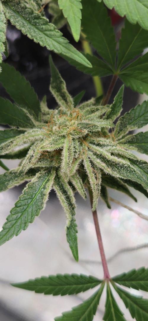 Triploid  Blue Soap Drip & 5280s & VV ;). Week 14