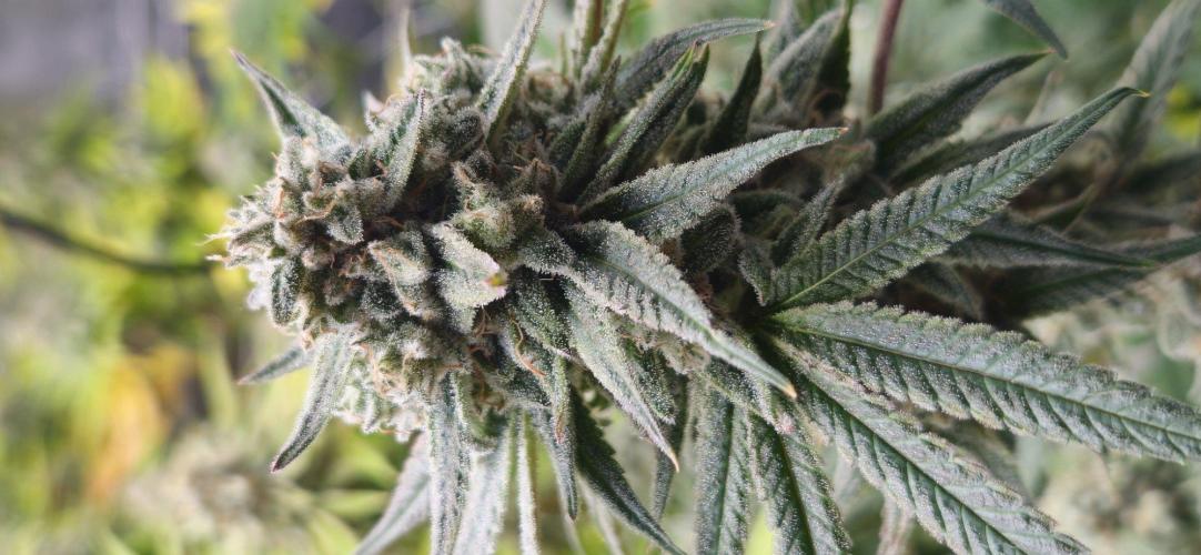 Triploid  Blue Soap Drip & 5280s & VV ;). Week 14