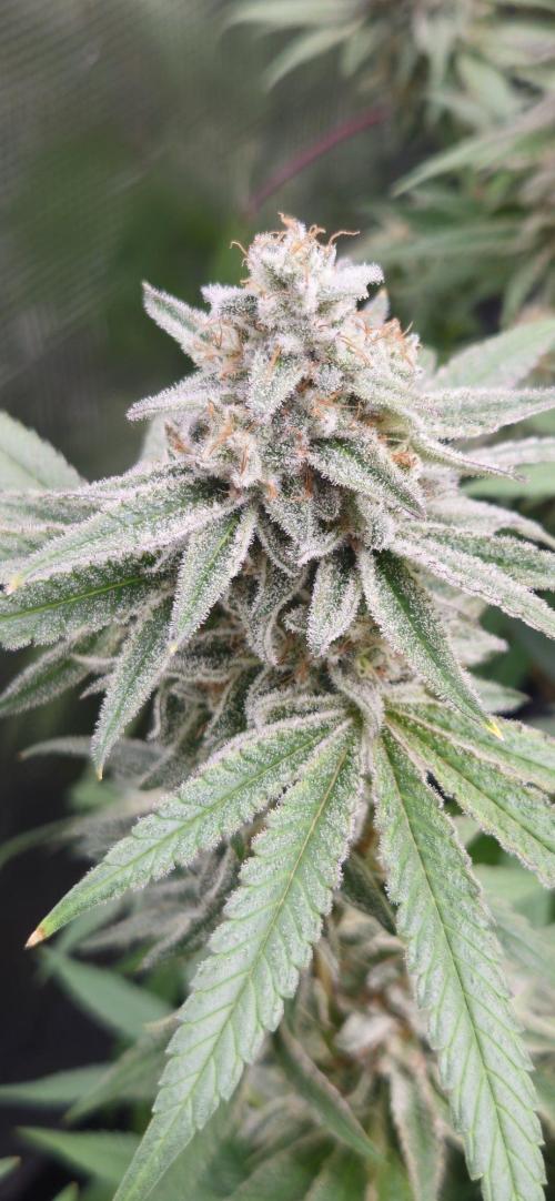 Triploid  Blue Soap Drip & 5280s & VV ;). Week 14