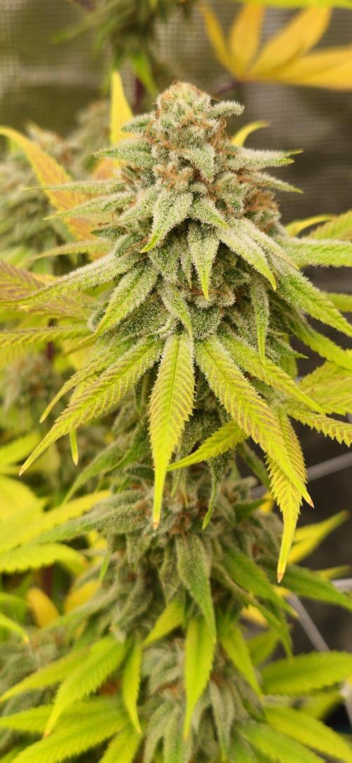 Triploid  Blue Soap Drip & 5280s & VV ;). Week 14