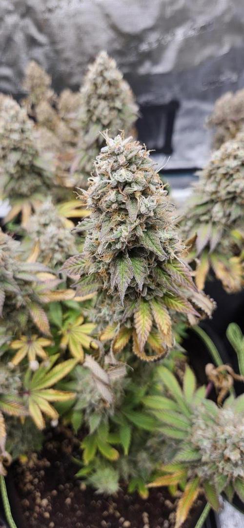 Barney's Farm - Blue Gelato 41 by Sir_Yes