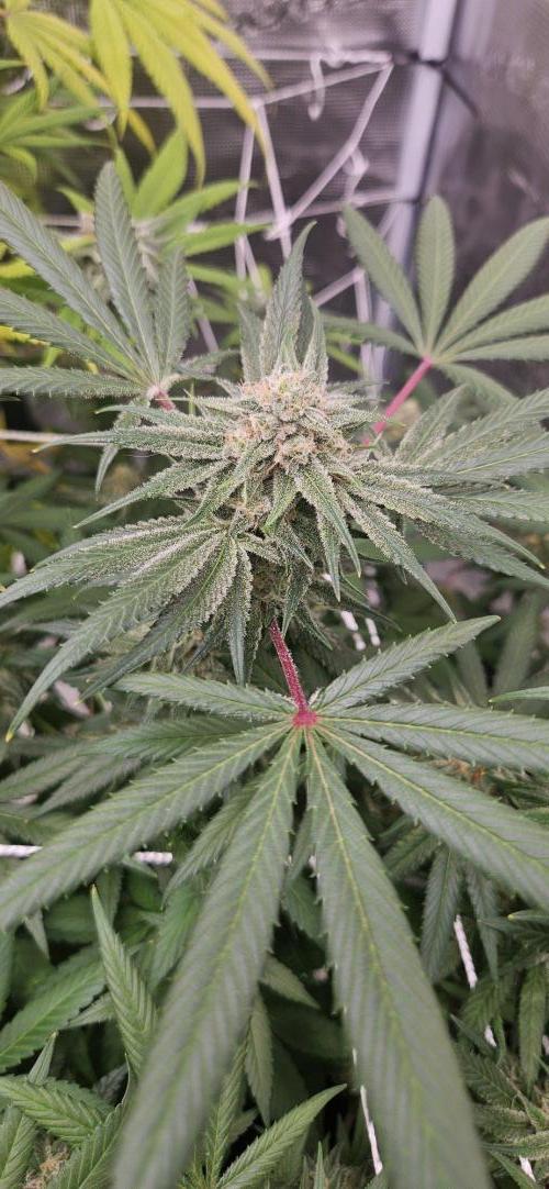 Triploid  Blue Soap Drip & 5280s & VV ;). Week 12