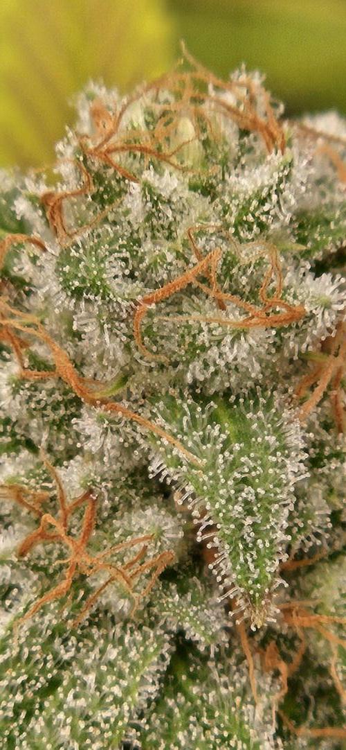 Triploid  Blue Soap Drip & 5280s & VV ;). Week 13