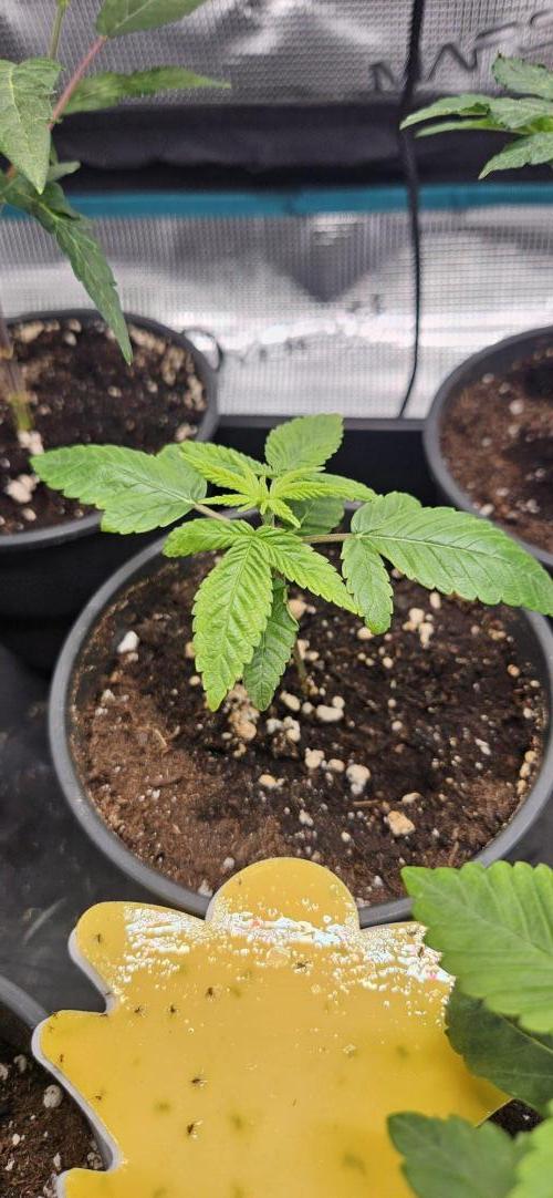 Gelato🍦Sherbinskis & Red Skrrrt Banger. Week 3