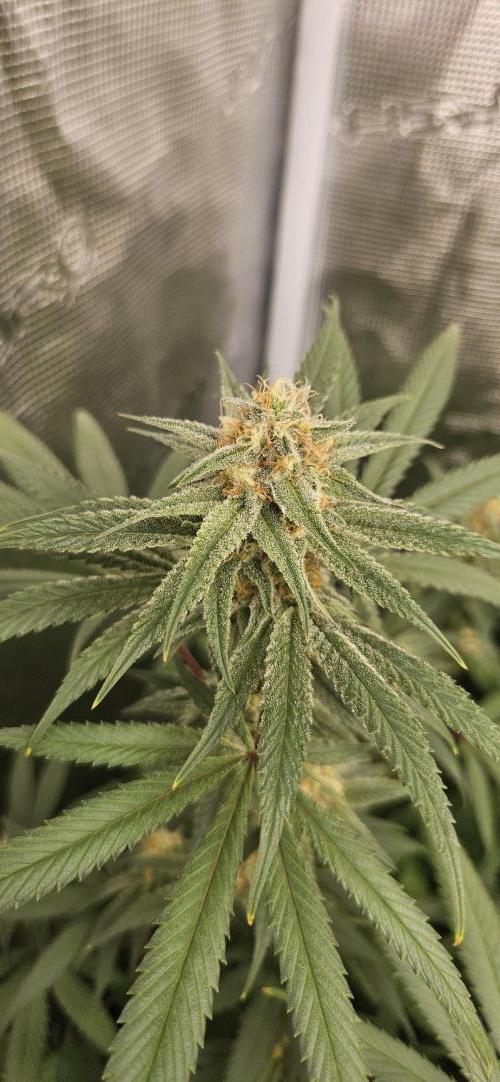 Triploid  Blue Soap Drip & 5280s & VV ;). Week 12