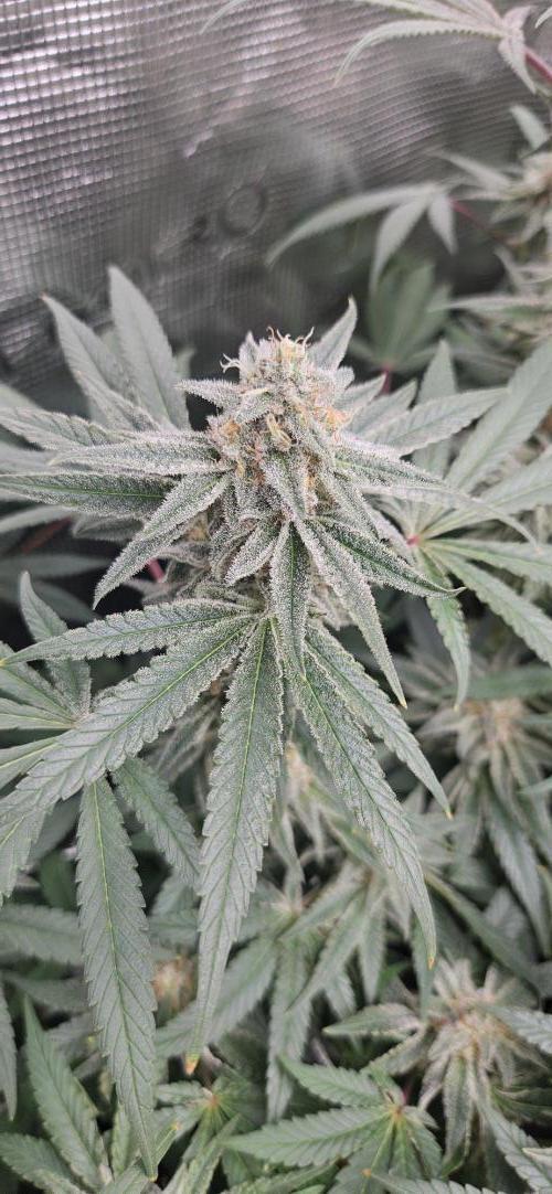 Triploid  Blue Soap Drip & 5280s & VV ;). Week 12