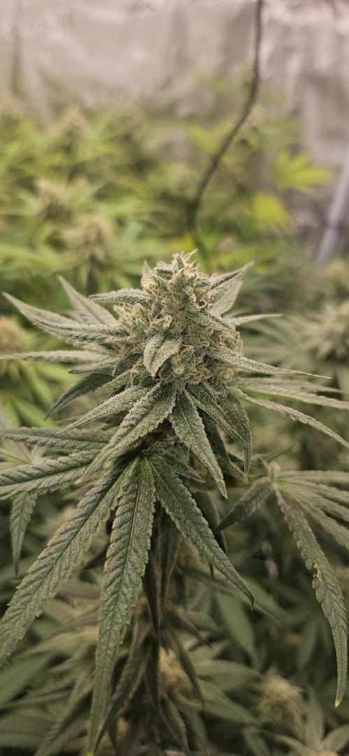 Triploid  Blue Soap Drip & 5280s & VV ;). Week 12