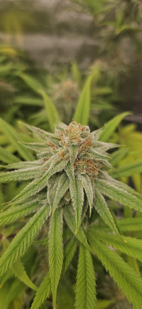 Triploid  Blue Soap Drip & 5280s & VV ;). Week 12
