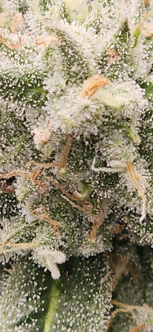 Triploid  Blue Soap Drip & 5280s & VV ;). Week 12