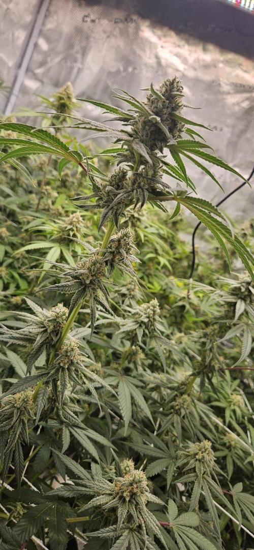 Triploid  Blue Soap Drip & 5280s & VV ;). Week 12