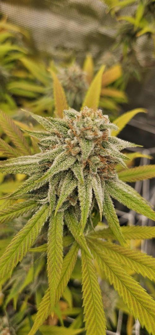 Triploid  Blue Soap Drip & 5280s & VV ;). Week 13