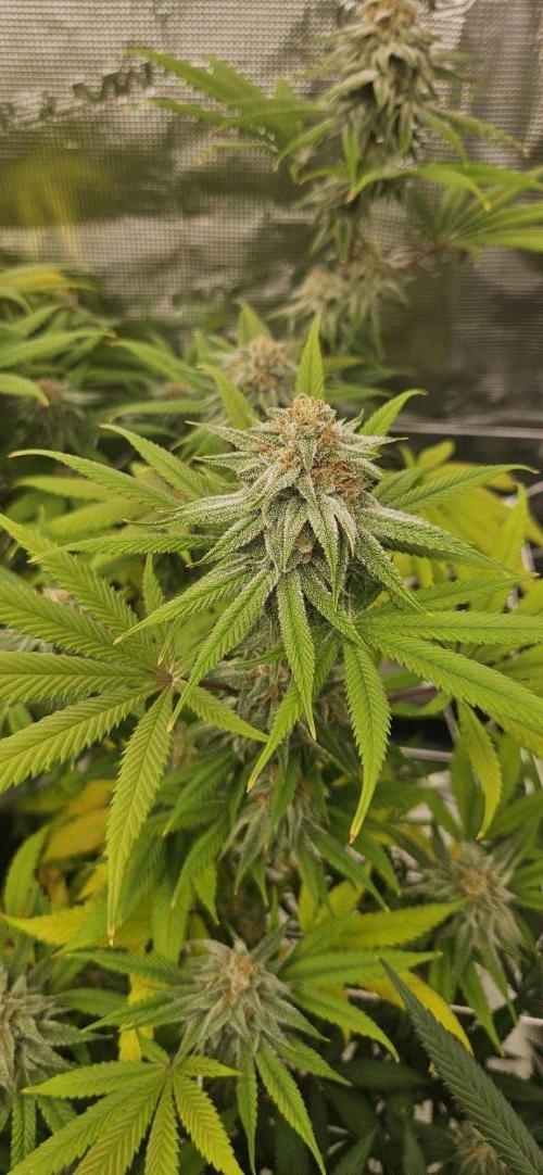 Triploid  Blue Soap Drip & 5280s & VV ;). Week 12
