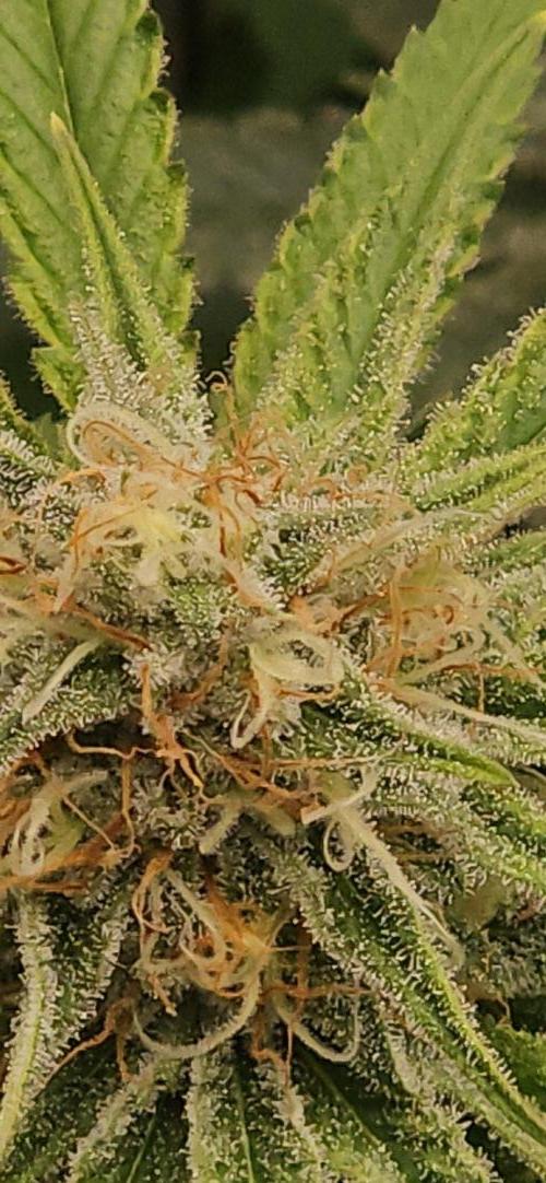 Triploid  Blue Soap Drip & 5280s & VV ;). Week 12