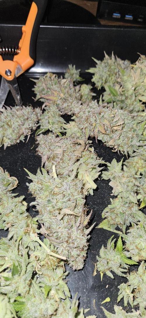 Let it Grow 🥦  My Blue Gelato 41. Week 16