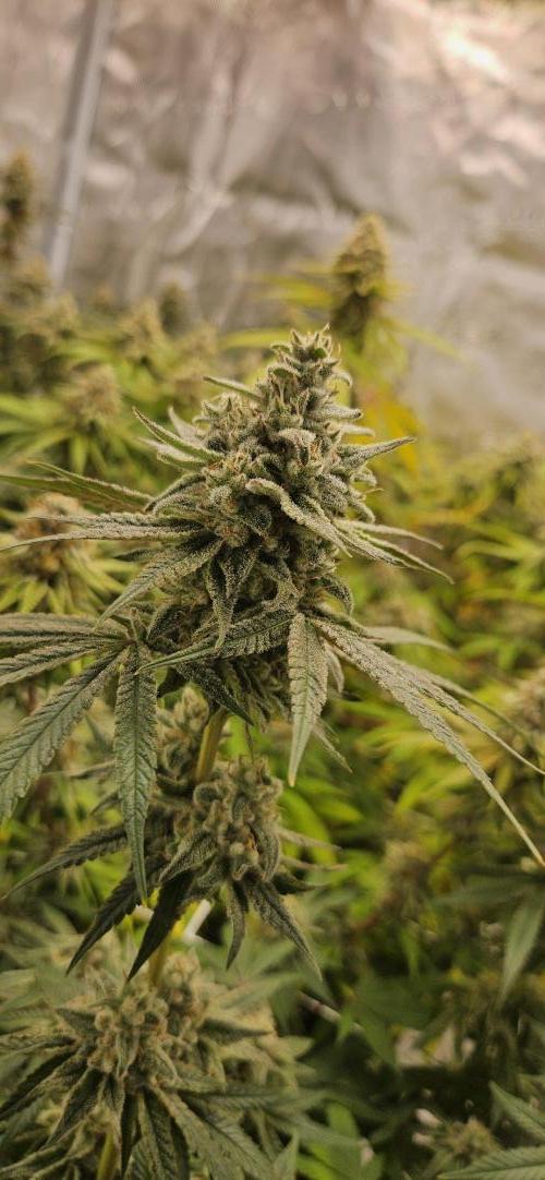 Triploid  Blue Soap Drip & 5280s & VV ;). Week 13