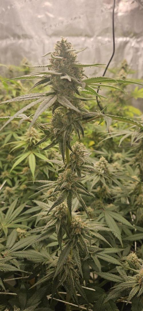 Triploid  Blue Soap Drip & 5280s & VV ;). Week 12