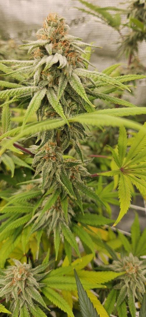 Triploid  Blue Soap Drip & 5280s & VV ;). Week 12