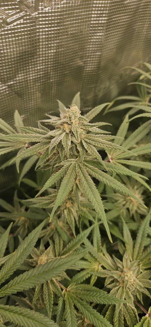 Triploid  Blue Soap Drip & 5280s & VV ;). Week 12