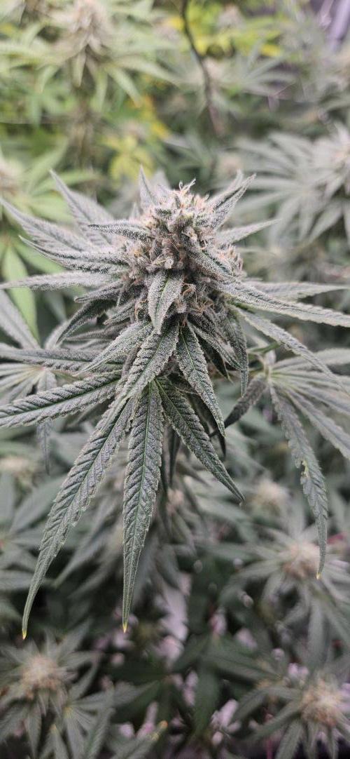 Triploid  Blue Soap Drip & 5280s & VV ;). Week 12