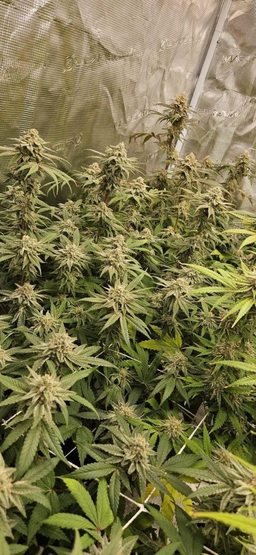 Triploid  Blue Soap Drip & 5280s & VV ;). Week 13