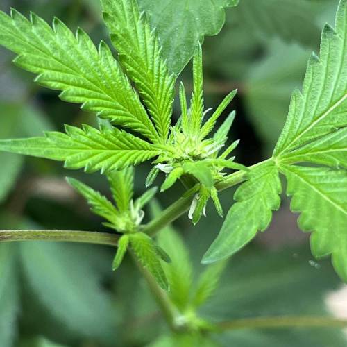 Rives J. keeper pheno . Week 12