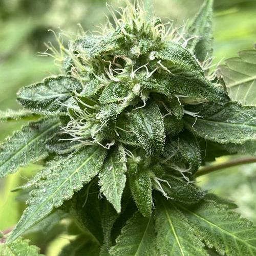 Persian Pie. Week 23