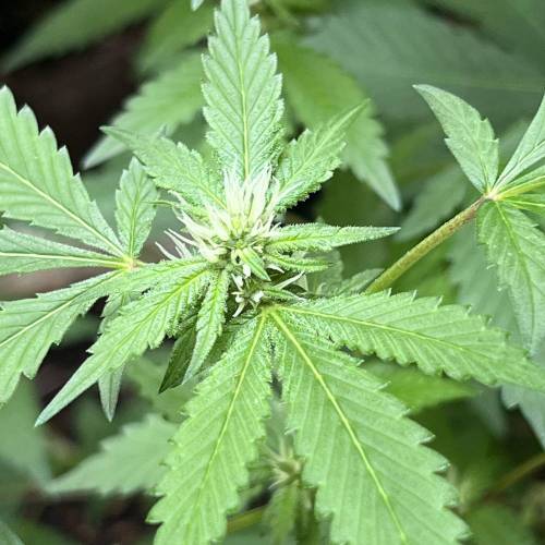 Rives J. keeper pheno . Week 13