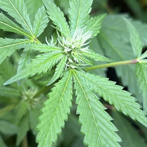 Rives J. keeper pheno . Week 13