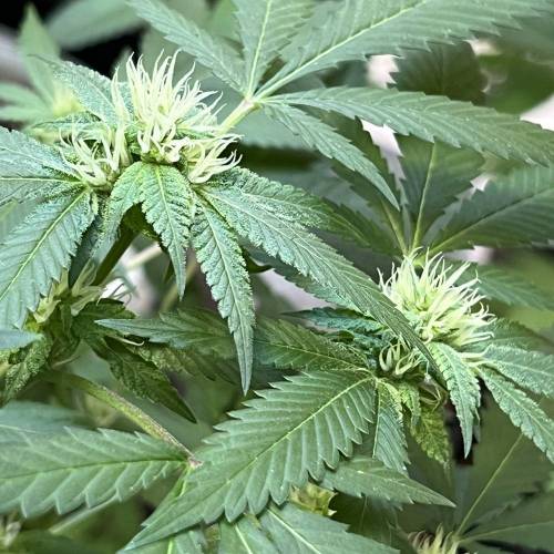 Keep ers” . Week 14