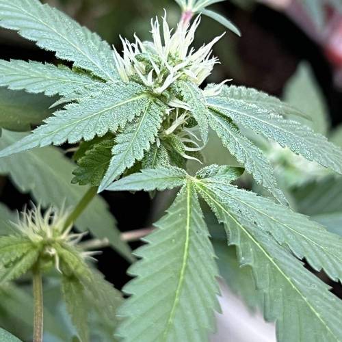 Rives J. keeper pheno . Week 14