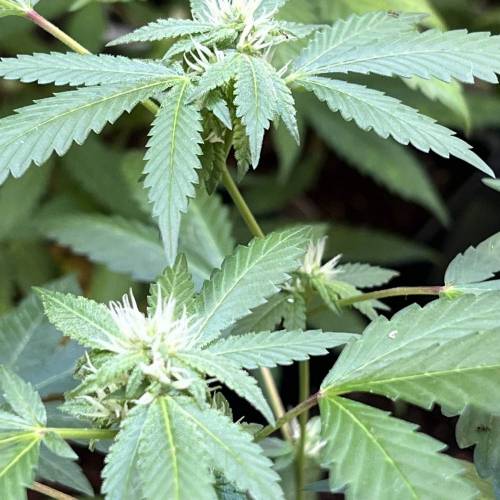 Rives J. keeper pheno . Week 14