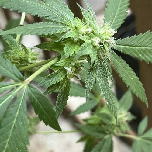 Keep ers” . Week 16