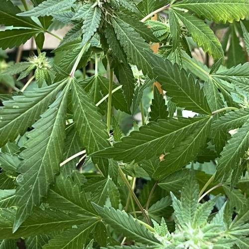 Rives J. keeper pheno . Week 16