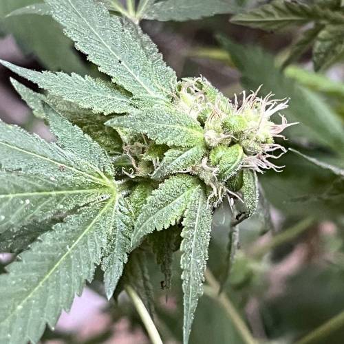 Keep ers” . Week 17