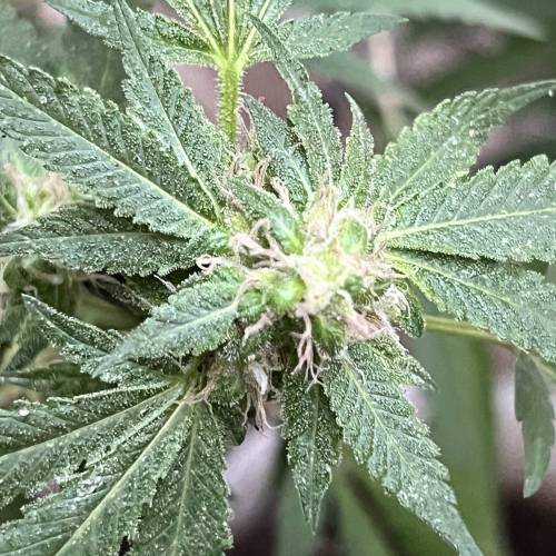 Keep ers” . Week 17