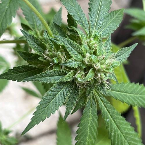 Keep ers” . Week 18