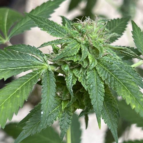 Keep ers” . Week 18